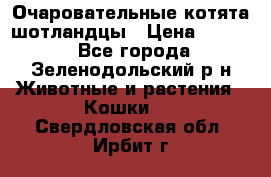 Очаровательные котята шотландцы › Цена ­ 2 000 - Все города, Зеленодольский р-н Животные и растения » Кошки   . Свердловская обл.,Ирбит г.
